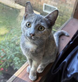 Mango -  Dilute Tortoiseshell and Domestic Short Hair Cat for Adoption in Columbia, South Carolina - Mango | PetCurious