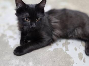 Rescue Domestic Medium Hair Cats for Adoption in Brooks, Alberta - Larry | PetCurious