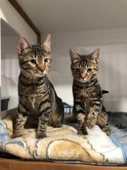 Turner -  Domestic Short Hair Cat for Adoption in Seven Valleys, Pennsylvania - Turner | PetCurious