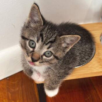 Lynx -  Domestic Short Hair Cat for Adoption in Zimmerman, Minnesota - Lynx | PetCurious