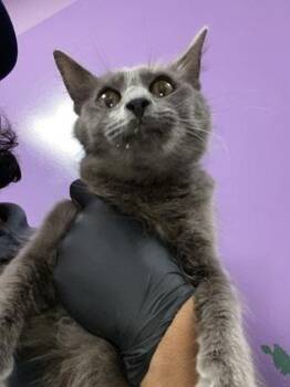 61419260 -  Domestic Short Hair Cat for Adoption in El Paso, Texas - 61419260 | PetCurious