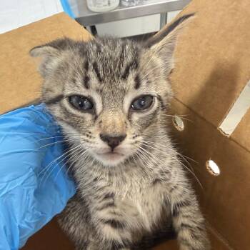 Colada -  Domestic Short Hair Cat for Adoption in Newark, New Jersey - Colada | PetCurious