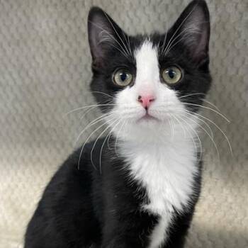 Domestic Short Hair and Tuxedo Cats Available for Adoption - Clara Bow | PetCurious