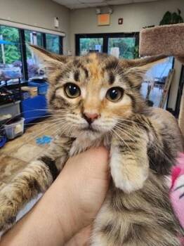 Domestic Medium Hair and Domestic Short Hair Cats Available for Adoption in Seneca, South Carolina - Lucy $150 | PetCurious