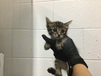 Domestic Short Hair Cats Available for Adoption in Thousand Palms, California - A1917296 | PetCurious