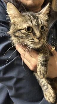 Domestic Long Hair Cats Available for Adoption in Napa, California - May Napa | PetCurious