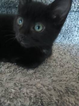 Olive -  Domestic Short Hair Cat for Adoption in Ogden, Utah - Olive | PetCurious