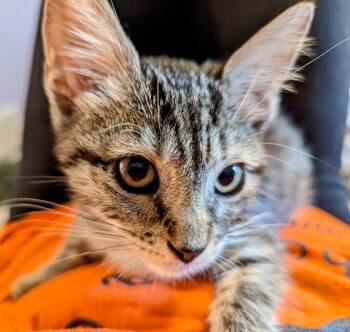 Domestic Short Hair Cats Available for Adoption - Orion | PetCurious
