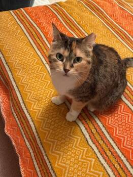 Rescue Domestic Short Hair Cats for Adoption in Minneapolis, Minnesota - Luna | PetCurious