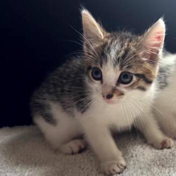 Domestic Short Hair Cats Available for Adoption in Long Beach, California - TM Opera O | PetCurious