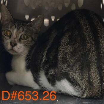 Carla Santana -  Domestic Short Hair Cat for Adoption in Austin, Texas - Carla Santana | PetCurious