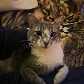 TIA -  Domestic Short Hair Cat for Adoption in Broomfield, Colorado - TIA | PetCurious