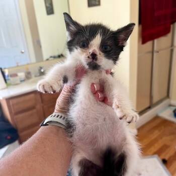 Rescue Domestic Medium Hair Cats for Adoption in Melbourne, Kentucky - Fauna | PetCurious