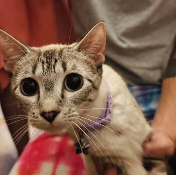 Mama Minty -  Domestic Short Hair Cat for Adoption in Cloquet, Minnesota - Mama Minty | PetCurious