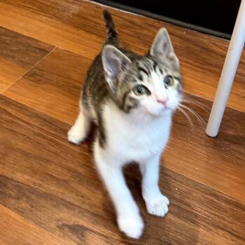 Tigris -  Domestic Short Hair Cat for Adoption in Potomac, Maryland - Tigris | PetCurious
