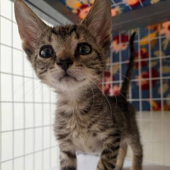 Naan -  Domestic Short Hair Cat for Adoption in Oshkosh, Wisconsin - Naan | PetCurious