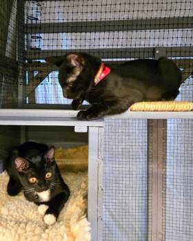 Carl -  Domestic Short Hair Cat for Adoption in Vallejo, California - Carl | PetCurious