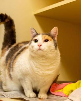 Clutch -  Domestic Short Hair Cat for Adoption in Chamblee, Georgia - Clutch | PetCurious