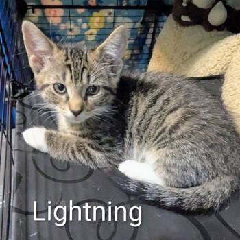 Lightning (Oregano) -  Domestic Medium Hair Cat for Adoption in Ashland, Virginia - Lightning (Oregano) | PetCurious