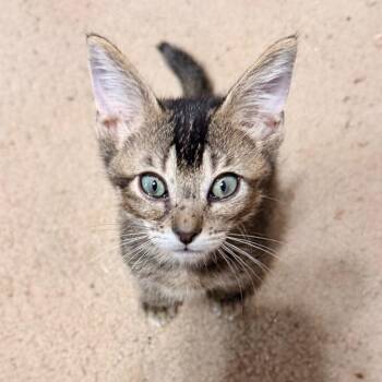 Dynamite Comes In Small Packages -  Domestic Short Hair Cat for Adoption in Boerne, Texas - Dynamite Comes In Small Packages | PetCurious