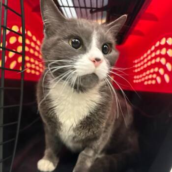 Baby -  Domestic Short Hair Cat Available for Adoption in Murray, Utah - Baby | PetCurious