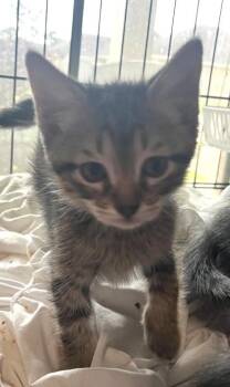 Bobby Bones -  American Bobtail and Domestic Short Hair Cat for Adoption in Morristown, New Jersey - Bobby Bones | PetCurious
