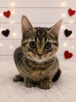 Vanilla -  Domestic Short Hair Cat for Adoption in Corpus Christi, Texas - Vanilla | PetCurious