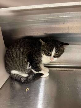 Rescue Domestic Medium Hair Cats for Adoption in Ludington, Michigan - Lenny | PetCurious