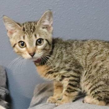 Snake -  Domestic Short Hair Cat for Adoption in Lakeland, Florida - Snake | PetCurious