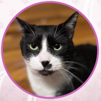 Rescue Domestic Short Hair Cats for Adoption in Toms River, New Jersey - Elvis | PetCurious