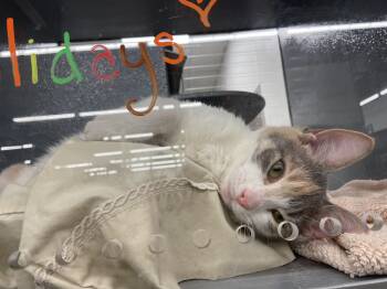 Rescue Dilute Calico Cats for Adoption in Greenville, Delaware - Dollie (FCID# 10/27/2025 - 19 West Cester PS) DC | PetCurious