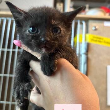 Domestic Short Hair Cats Available for Adoption in Tampa, Florida - Sati | PetCurious
