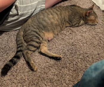 Rescue Domestic Short Hair Cats for Adoption in Augusta, Georgia - Hallows Eve | PetCurious