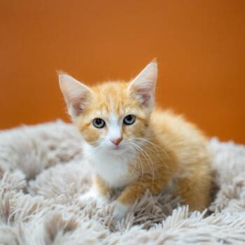 Mandarin -  Domestic Short Hair Cat for Adoption in Gainesville, Georgia - Mandarin | PetCurious