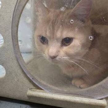 Domestic Medium Hair Cats Available for Adoption - Toucan | PetCurious