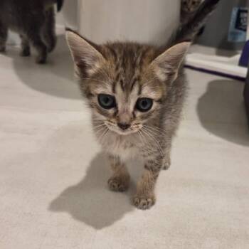 Tini -  Domestic Short Hair Cat for Adoption in Houston, Texas - Tini | PetCurious