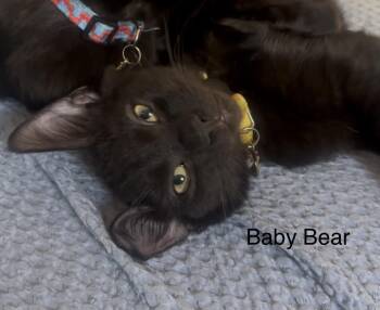 Baby Bear -  Domestic Short Hair Cat for Adoption in Crockett, California - Baby Bear | PetCurious