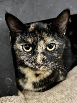 Domestic Short Hair Cats Available for Adoption - Lemon Jello | PetCurious