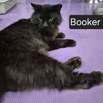 Booker -  Domestic Long Hair Cat for Adoption in Snow Hill, North Carolina - Booker | PetCurious