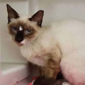 Domestic Short Hair Cats Available for Adoption in Sarasota, Florida - Logan | PetCurious