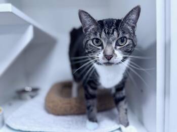 Allis -  Domestic Short Hair Cat Available for Adoption in INDN HBR BCH, Florida - Allis | PetCurious