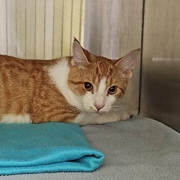 Dreamsicle -  Domestic Short Hair Cat for Adoption in Burlington, Ontario - Dreamsicle | PetCurious