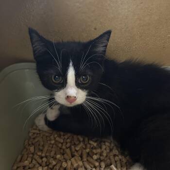Vincent -  Tuxedo Cat for Adoption in Lambertville, New Jersey - Vincent | PetCurious