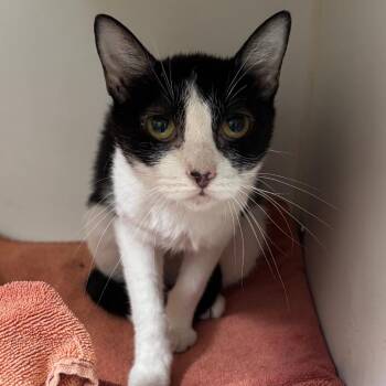 Cabana -  Domestic Short Hair Cat for Adoption in Naperville, Illinois - Cabana | PetCurious