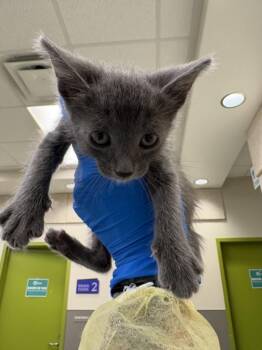 PANCAKE SAUSAGE -  Domestic Short Hair Cat for Adoption in Las Vegas, Nevada - PANCAKE SAUSAGE | PetCurious