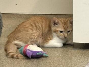 Eevee -  Domestic Short Hair Cat for Adoption in Palm Coast, Florida - Eevee | PetCurious