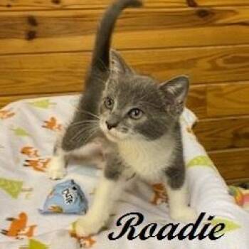 Roadie - sweet boy rescued after crossing Route 211 -  Domestic Short Hair Cat for Adoption in Southern Pines, North Carolina - Roadie - Sweet Boy Rescued After Crossing Route 211 | PetCurious