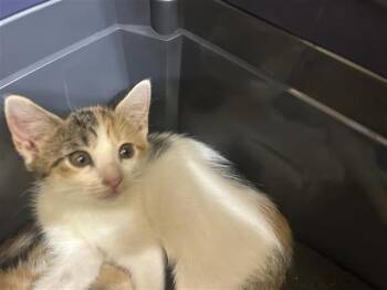 A660061 -  Domestic Short Hair Cat for Adoption in Houston, Texas - A660061 | PetCurious