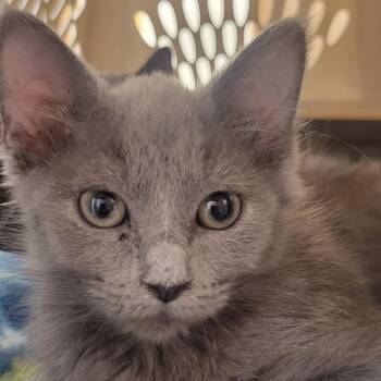 Buttercup -  Domestic Medium Hair Cat for Adoption in Milan, Illinois - Buttercup | PetCurious