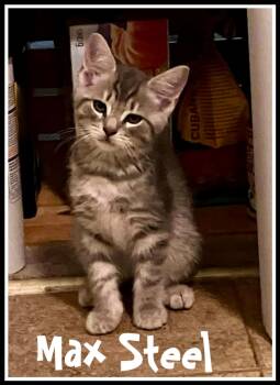 Rescue Domestic Short Hair Cats for Adoption in Greenville, Delaware - Max Steel, Willow Grove Area, (FCID 10/3/2025-107) | PetCurious